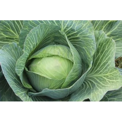Свежая капуста Дитмаршер фрюер