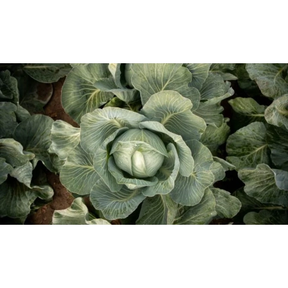 Свежая капуста на грядке - Дмитровский