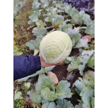 Рука держит свежую капусту на фоне грядки с другими овощами - ДОБРОДЕЙ