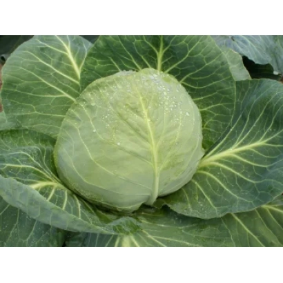 Свежая капуста на фоне листьев - Дочка