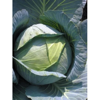 Свежая капуста на фоне зелени - ДОМИНАНТА