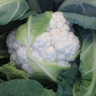 Свежий кочан цветной капусты Дюрок на фоне листьев
