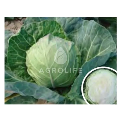 Капуста на грядке с логотипом AGROLIFE - Динамик