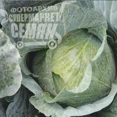 Капуста на упаковке семян - Джеди Грин