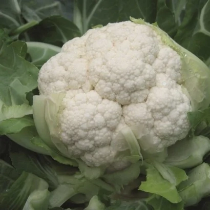 Свежая белокочанная капуста на фоне зелёных листьев - ДЖЕРЕС