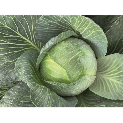 Свежая капуста Экспектейшен