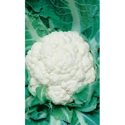 Белокочанная капуста на фоне зеленых листьев - ЭКСПРЕС МС