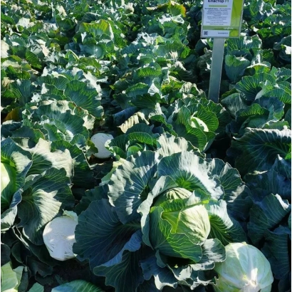 Грядки с капустой на поле - ЭЛАСТОР