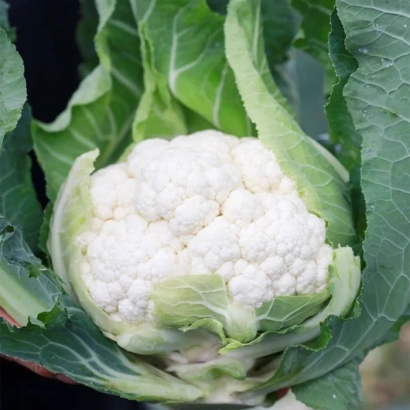 Белокочанная капуста на растении - Електра