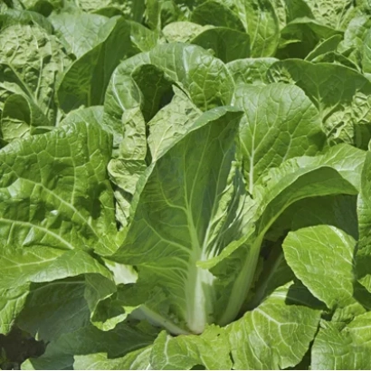 Свіжа капуста сорту ЕЛЕГАНС на грядці