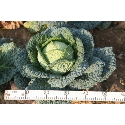Капуста сорта Елена F1 на грядке с линейкой для масштаба