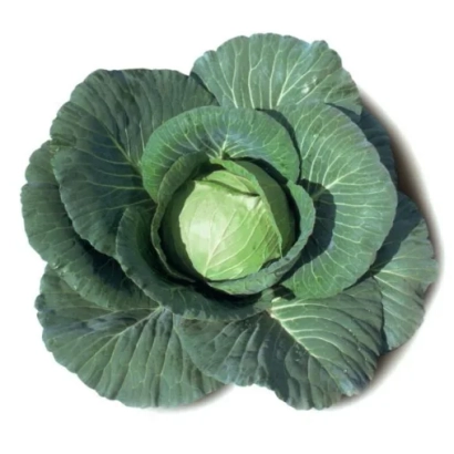 Свежая капуста ЭЛИЗА F1