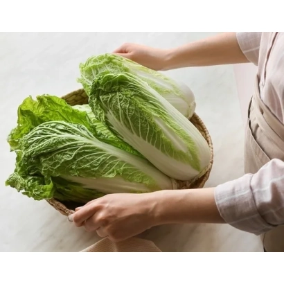 Свежая капуста в корзине, руки держат её - ЕЛИЗАВЕТА МАЛАХОВА