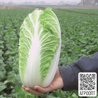 Рука держит головку капусты на фоне поля - ЭМИКО