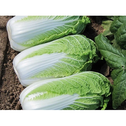 Fresh heads of cabbage in a field - Enduro