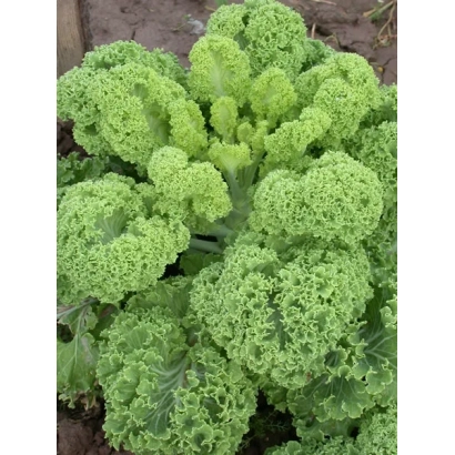 Свежая капуста Эстафета на грядке