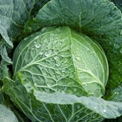 Свежая капуста с каплями воды на листьях - Естрема F1