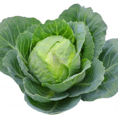 Свежая капуста на белом фоне - ЕТМА