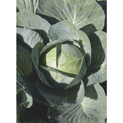 Свежая капуста на темном фоне - Експект