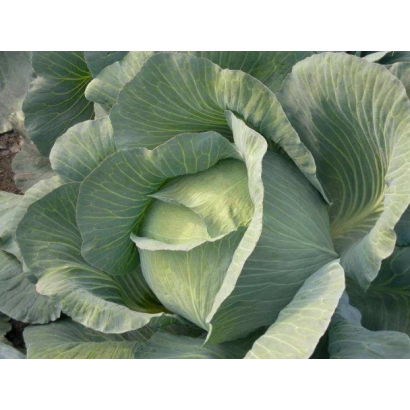 Свежая капуста на фоне поля - ФАЙТЕР F1