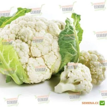 Свежий цветная капуста на белом фоне - Фати F1