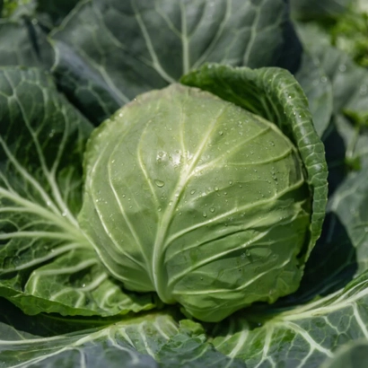 Fresh cabbage with leafy background - Felissima