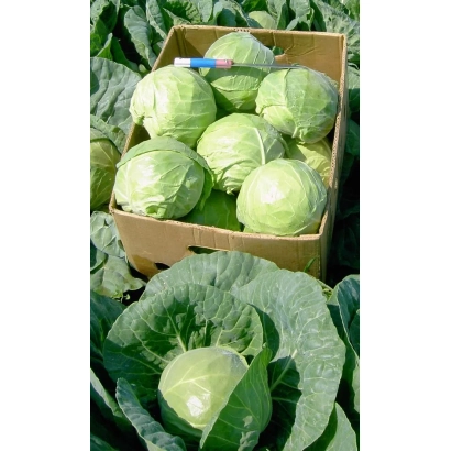 Коробка капусты Финал на грядке