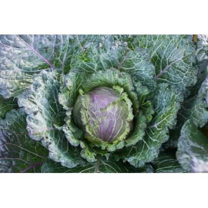 Свежая капуста фиолетового цвета с зелеными листьями - ФИОЛЕТОВОЕ КРУЖЕВО