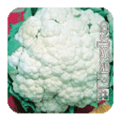 Семена капусты Flamingo на зеленом фоне - Фламинго