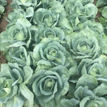 Свежая капуста на грядке - Флексима