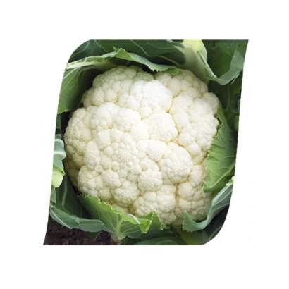 Fresh cauliflower Fortaleza