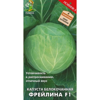 Семена капусты Фрейлина F1 на зеленом фоне