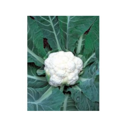 Белокочанная капуста на фоне зеленых листьев - Фремонт F1