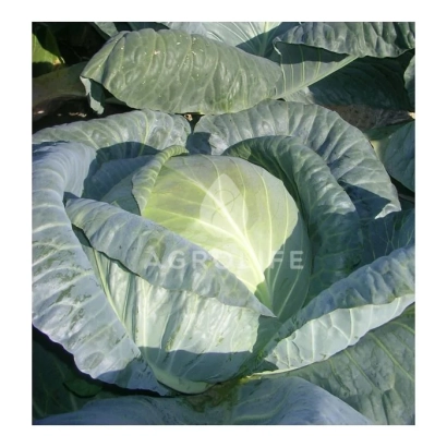 Свежая капуста Fundaxy F1 - Фундакси F1