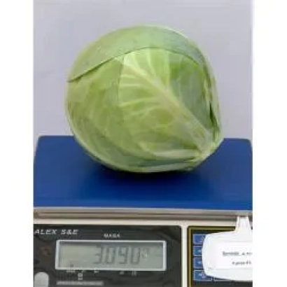 Капуста сорта Фуриос F1 на весах