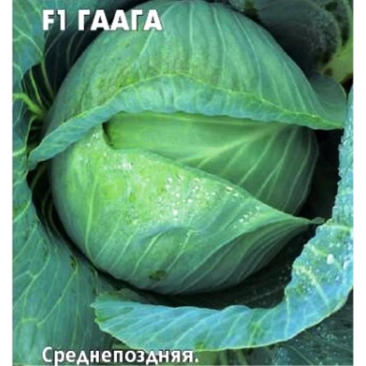 Капуста сорта ГААГА, крупный план головки с влажной поверхностью