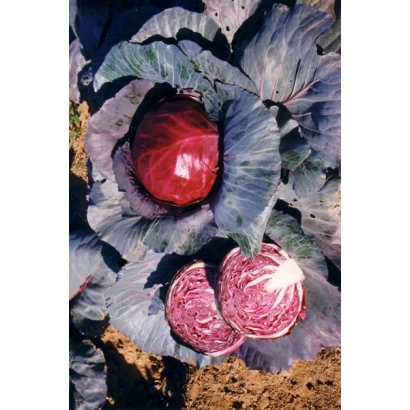 Красная капуста сорта Гако 741 на грядке