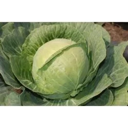 Свежая капуста сорта ГАРДИАН F1