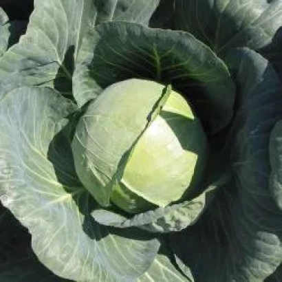 Свежая капуста в открытом грунте - Газель F1