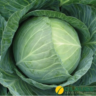 Свежая капуста Гигант F1