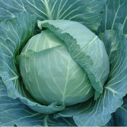 Свежая капуста Гелиос F1