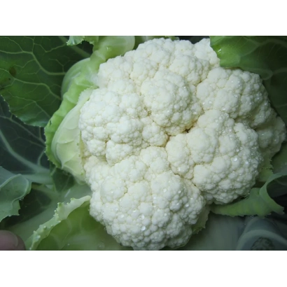 Свіжий качан білокачанної капусти на фоні зелених листків - Гівонт