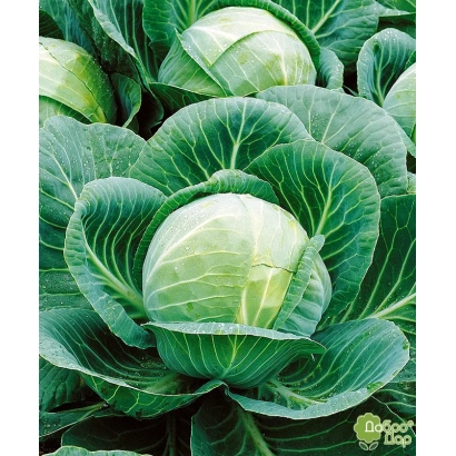 Свежая капуста Гилея