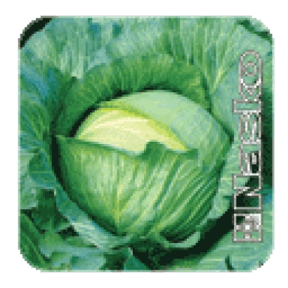 Семена капусты GILEYa F1 на зеленом фоне - ГИЛЕЯ F1