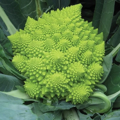 Свежая капуста Романеско - Джитано