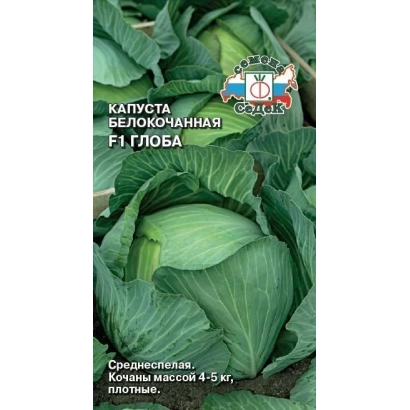 Семена капусты белокочанной Глоба на зеленом фоне