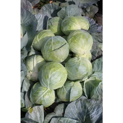 Globe Master F1 cabbage heads in field
