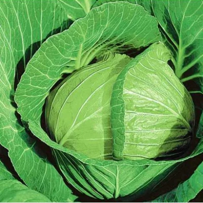 Fresh cabbage variety Gloria F1