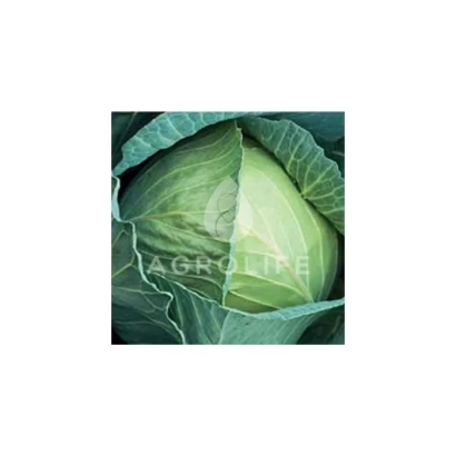 Капуста сорта AGROLIFE - ГЛОРИЯ СТАР