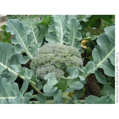 Свежая капуста брокколи на грядке - Гном